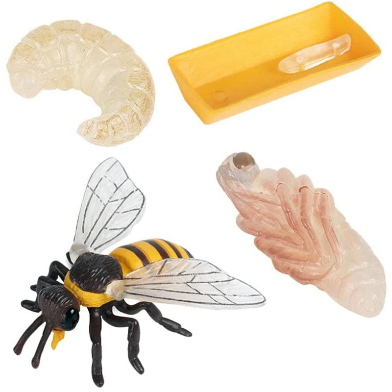 Pack Of 4 Insect Figurines Life Cycle Of Honey Bee Realistic Insects Figures Toys Educational Science Model Toy