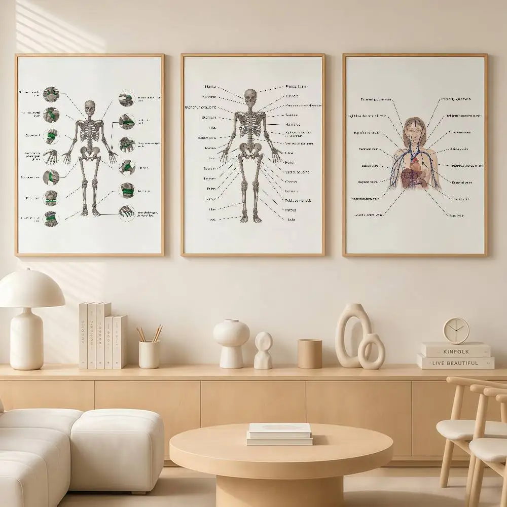 Medical Anatomy Poster Human Body Structure Chart Spine Rib Cage Heart Lung Nerves Blood Vessels Educational Wall Decor