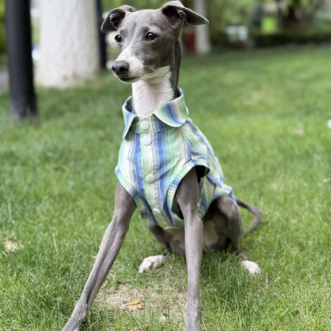 Sun Protection Blue Striped Shirt for Italian Greyhound Ice Silk Fiber Sleeveless Green Coat for Mid Dogs Summer Hat For Whippet view 3