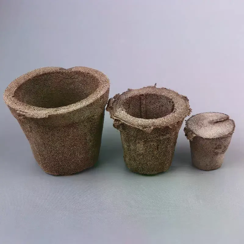 Soil For Butterfly Orchids Pre - Air Plant Tillandsia ulasan dan harga