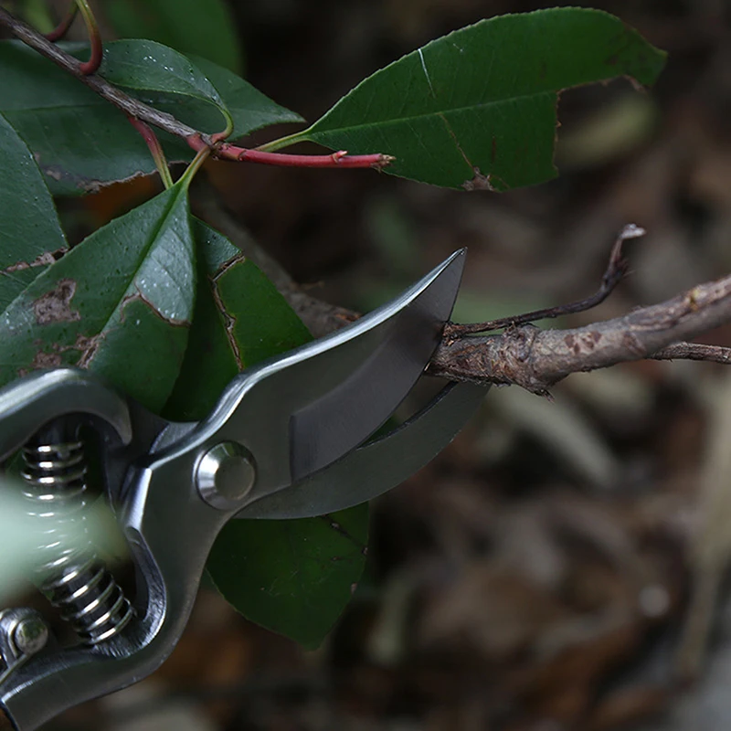 

Ash Wood Handle Scissors Gardening Scissors Branches Fruit Tree Fruit Branch Pruning Scissors Flower Scissors Thick Branch Sciss