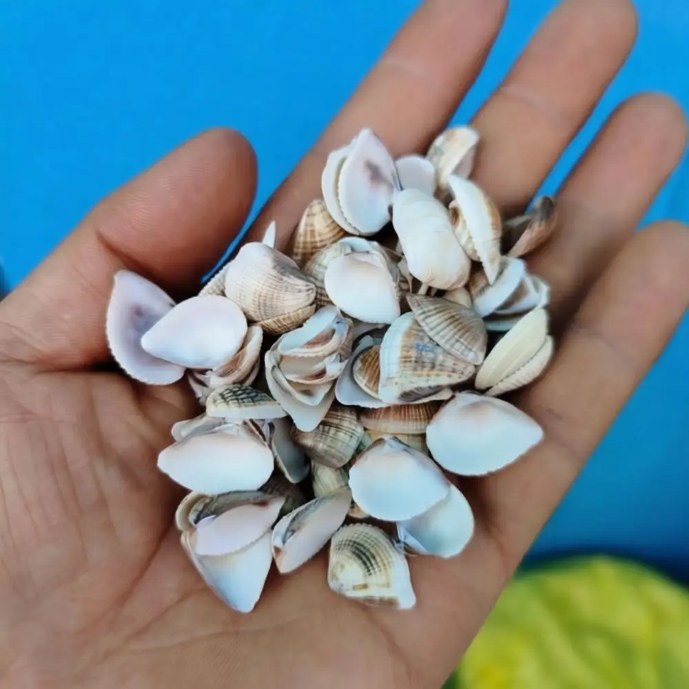 Natural Seashells Starfish Assortment Fish Tank Scenery Hermit Crab Replacing Shells DIY Crafting Material Art Deco