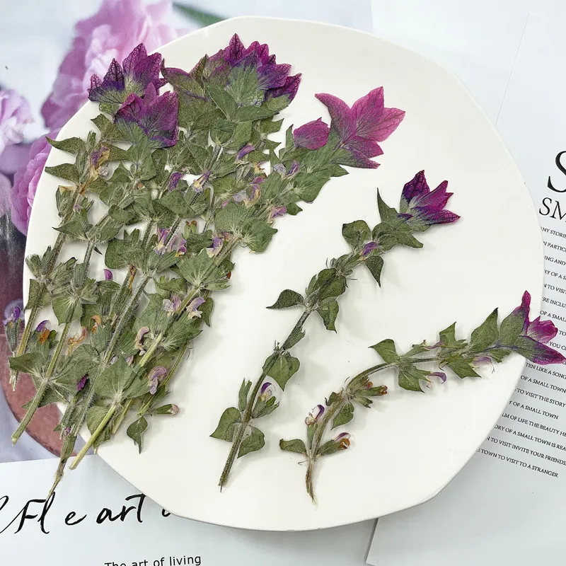 Nature Salvia bracteata pressed flower,dry flower DIY photo frame bookmark wedding invitation nail art photo frame,7-13cm/24pcs