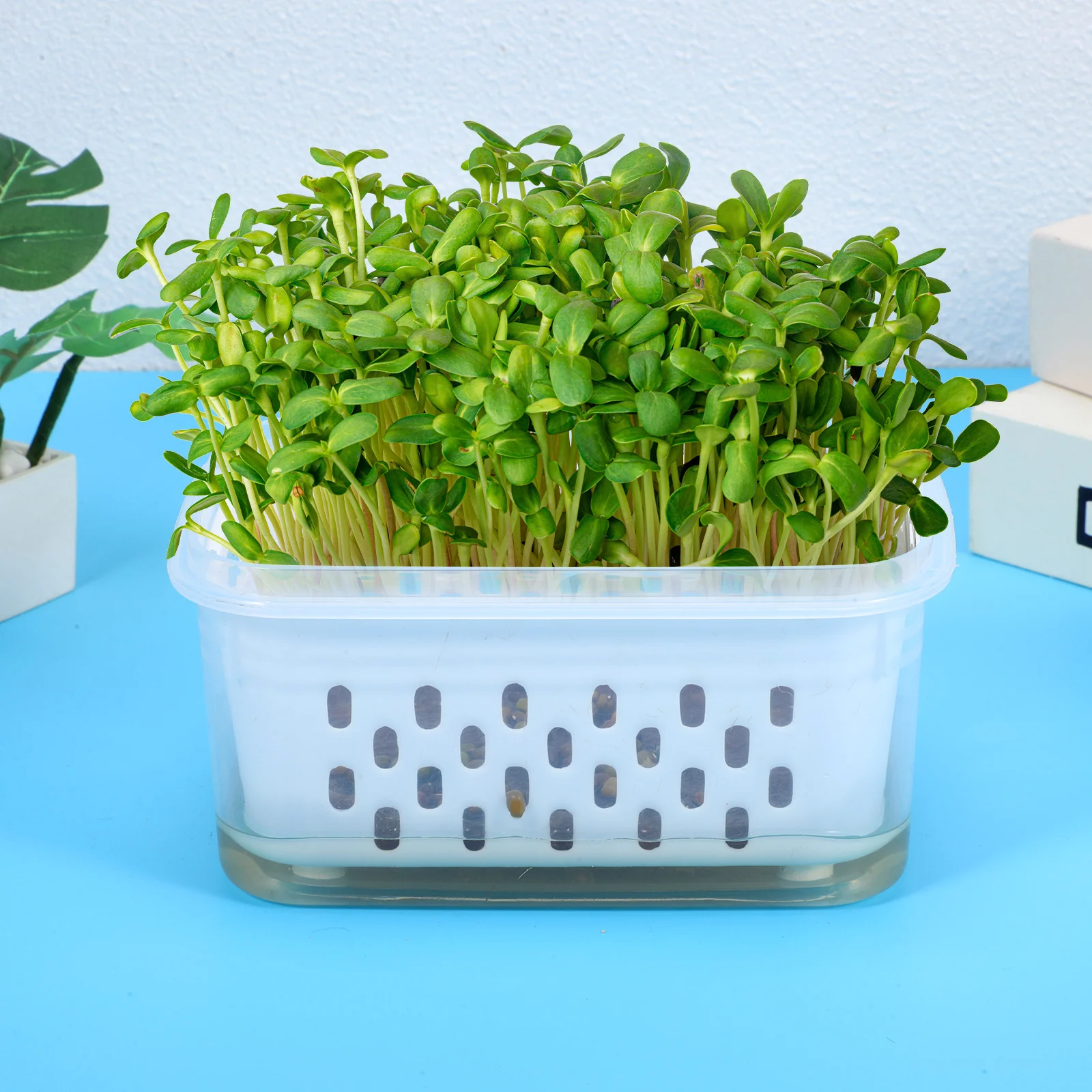 

2pcs Transparent Germination Trays Clear Seedling Pots Sprouting Planters Drainage Holes Soilless Gardening Starter Nursery
