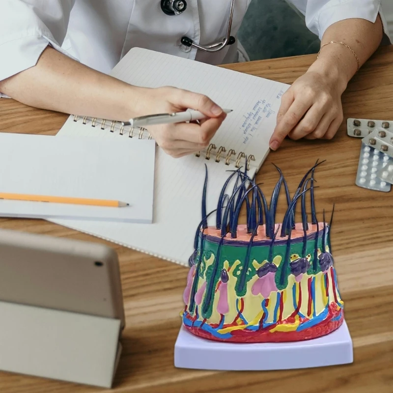 Модель человеческой головы 50X увеличенная структура кожи головы анатомическая модель обучающая медицинская модель для Классного класса научного обучения