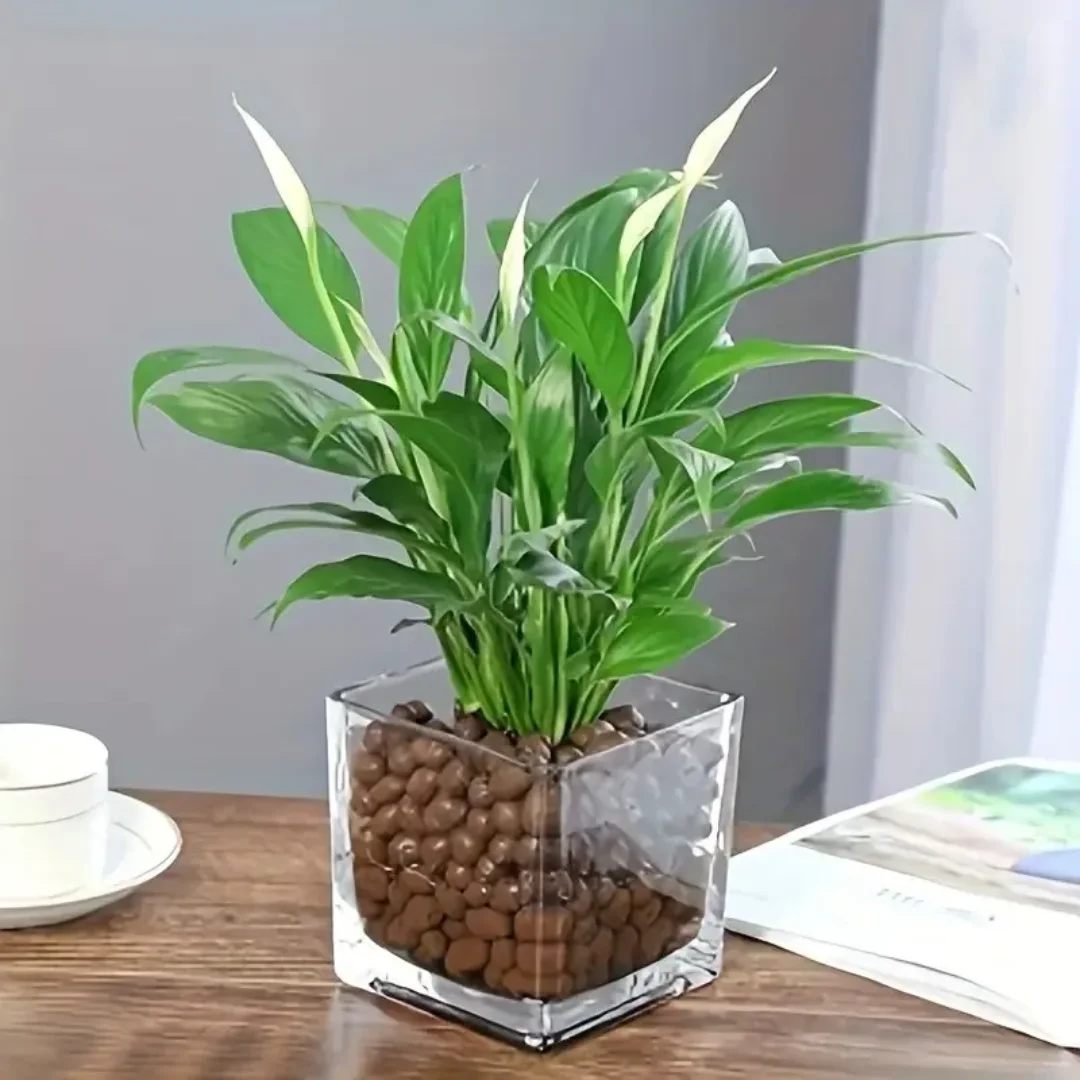 1LB Reusable Hydroponic Clay P - огляд і ціна Clay Pebble Growing