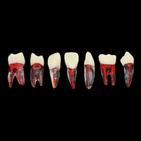 7 tamaños Dental endodoncia conducto radicular RCT práctica Endo dientes modelo pulpa estudio M8007