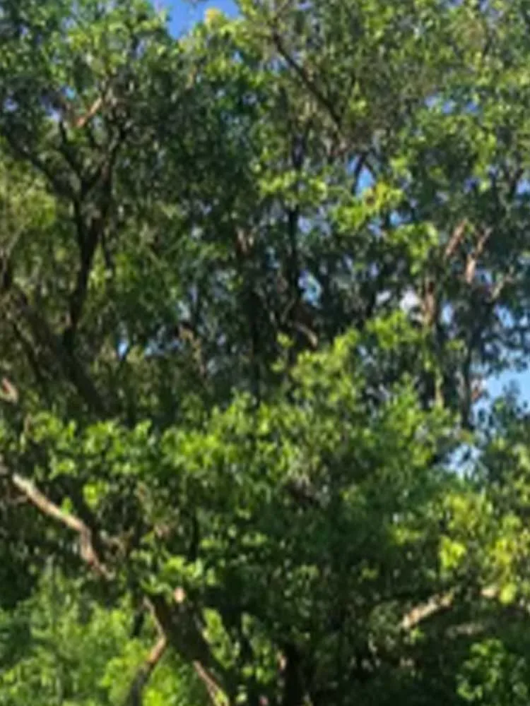 

Blue Light Tool, Says Goodbye To Warts In 7 Days