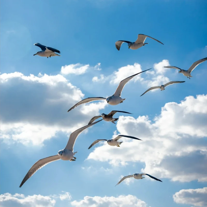 

GEPRC SPEEDX2 2407E 1750KV Brushless Motor - 972W High Torque Low Power 5-6 Inch for 6S FPV Racing RC Models