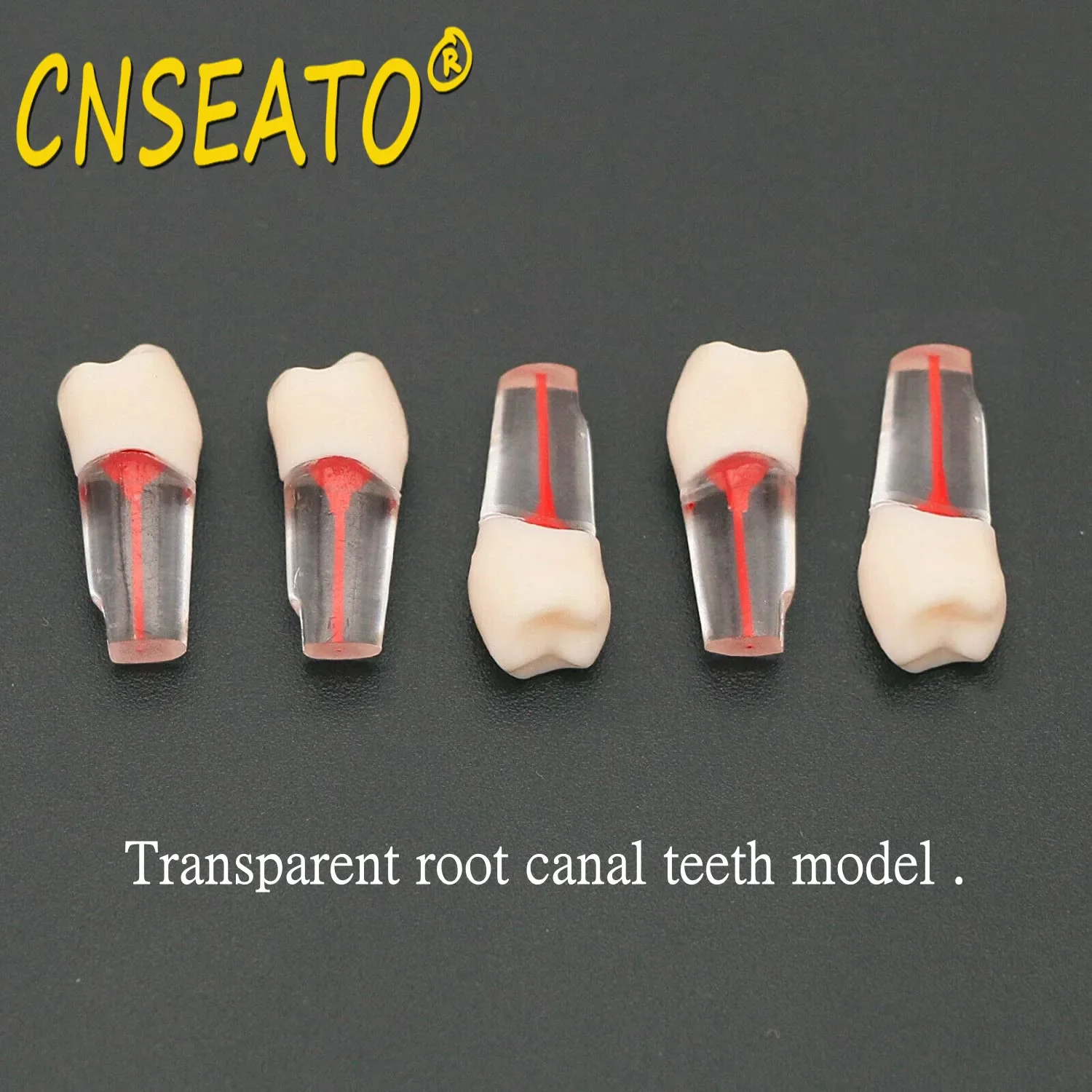 10Pc Dental Tooth Model Endodontic Root Canal Block RCT Practice Pulp Cavity Dentistry Replace Resin Teeth Endo Training Student