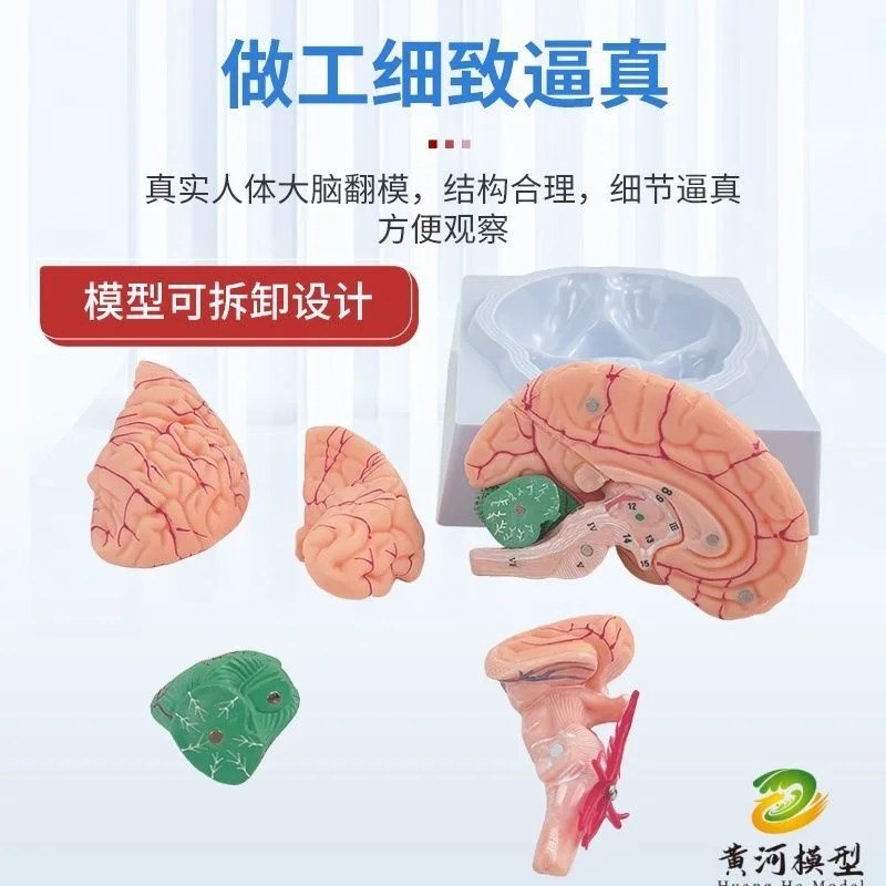 The human brain model can be disassembled into 8 parts, teaching brain neural structure and brain partitions