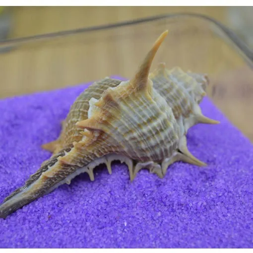 Natural Murex pecten Shell - Witch Thorn Seashell for Aquarium Decor, Wedding Floor Display, Home Wall Art, Spiny Conch Wholesal