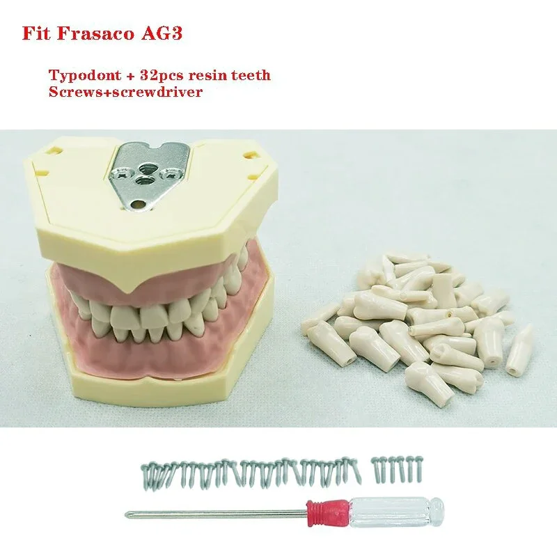 32pcs Teeth for Dental Teeth Model Fit  AG-3 Dental Teaching Model Standard Teeth Demonstration