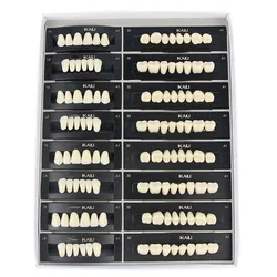 4/12/16sets /box Dental Resin Teeth Posterior Anterior Full Mouth Denture Teeth Large Size 2 Layers Economical Teeth