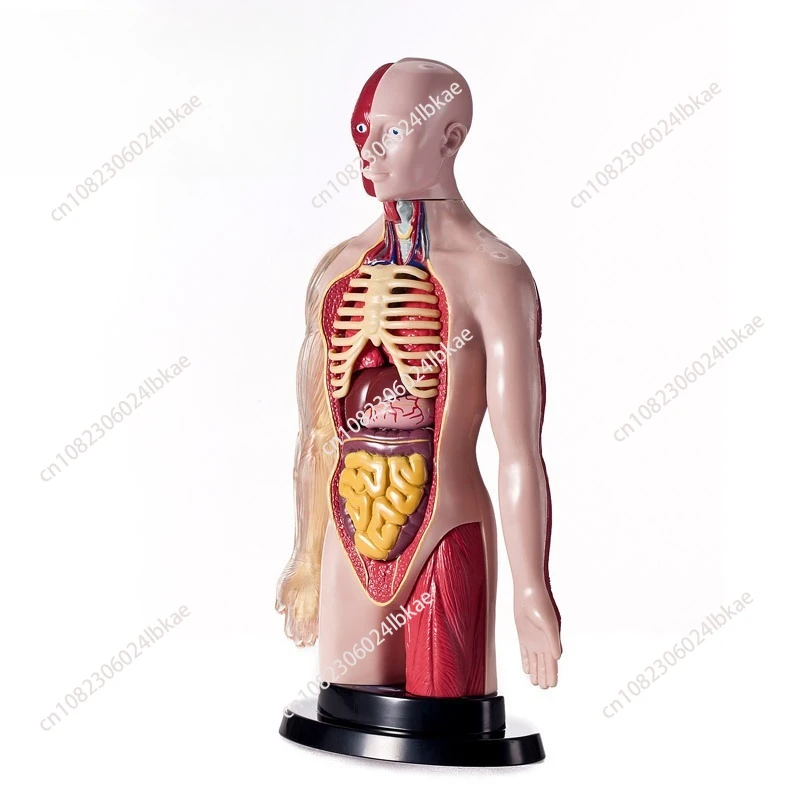 Scientific experiment detachable human body medical toy biological science human model
