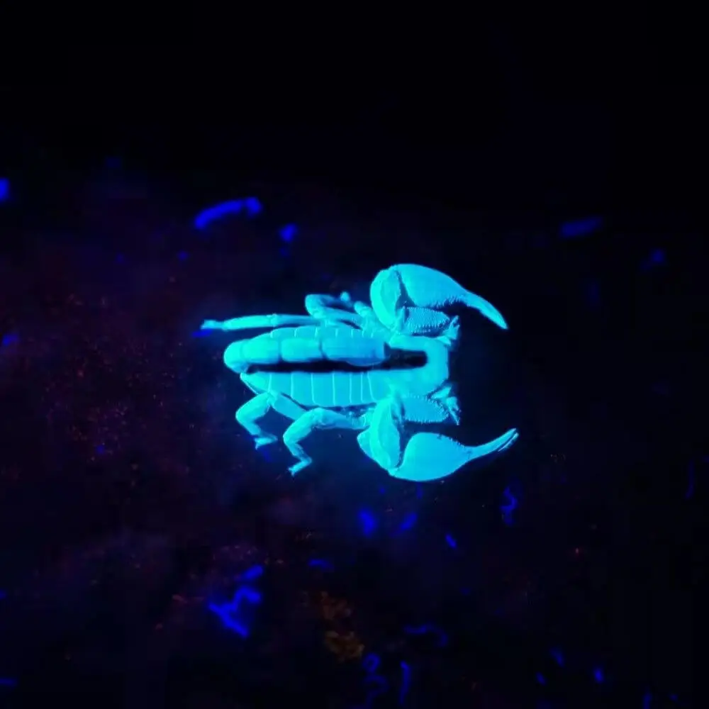 Weltool M2-CF "Purple Beard" UV 365nm Professional LED Flashlight