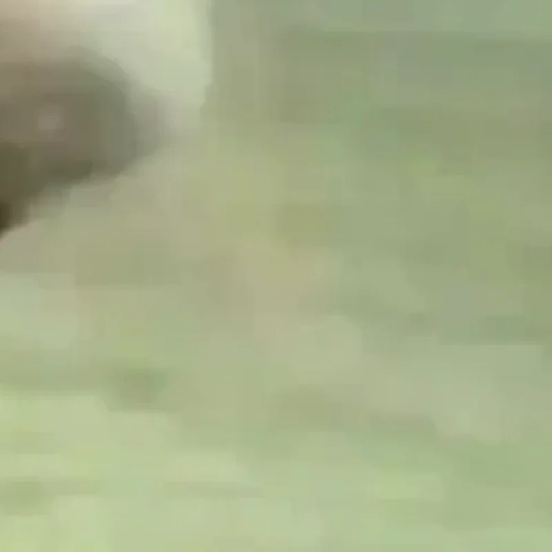 

Милая детская кукла-тюлень, плюшевая игрушка, кулон, имитация океанской игрушки, сувенирная печать, кулон, подарочная кукла, сумка, кулон