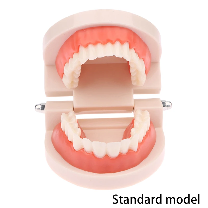 نموذج للتدريس الأسنان القياسية تقويم الأسنان نموذج لشكل الأسنان طبيب الأسنان مختبر نموذج الأسنان أدوات التدريس