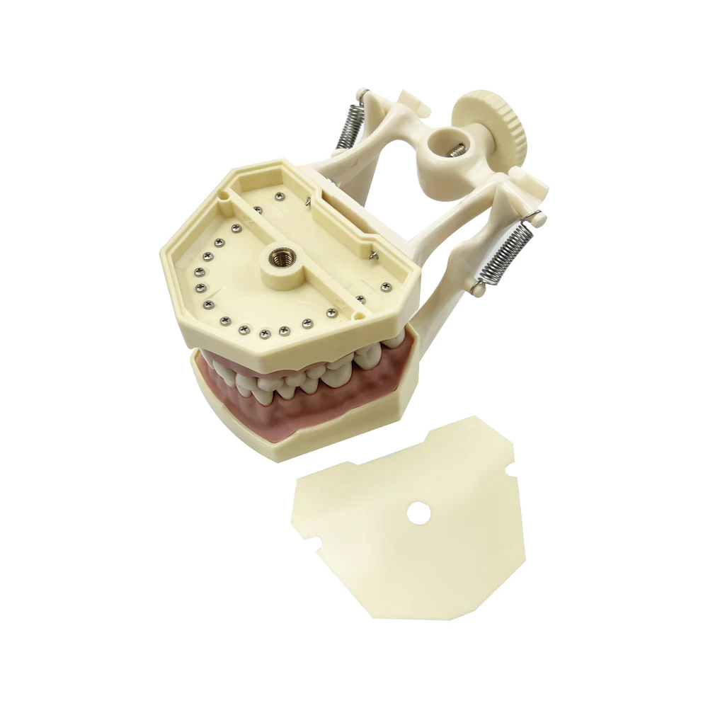 Dental Model Practice Gum Teeth Model Dental Technician Studying Teaching Jaw Training Typodont Model With Removable Tooth