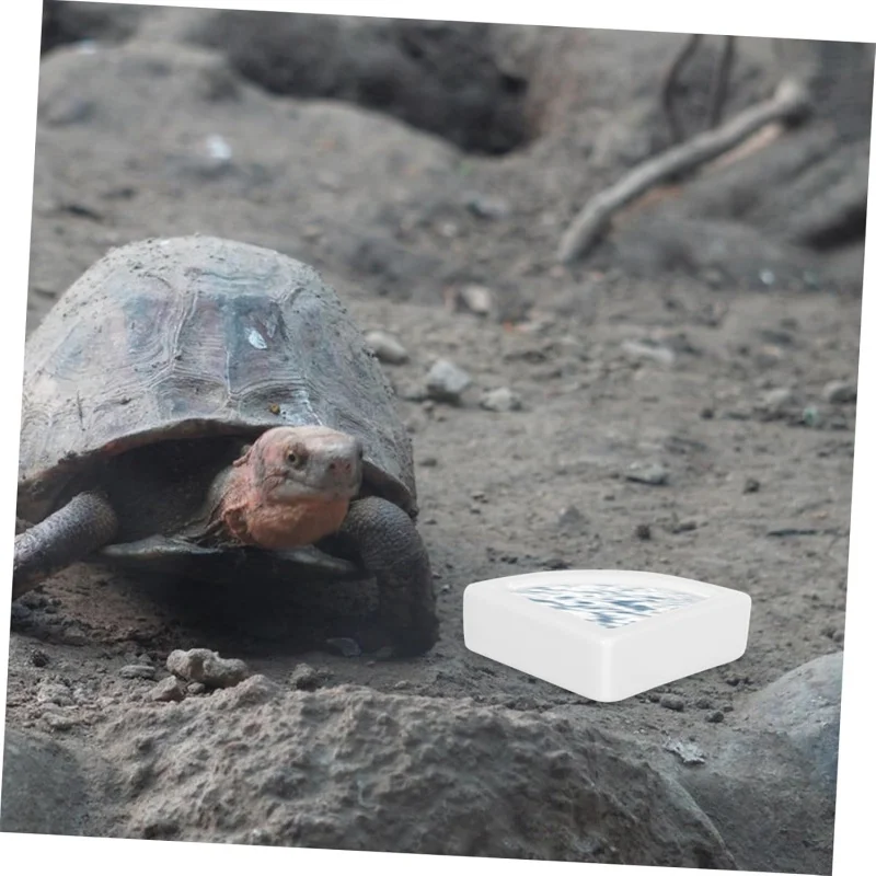 

Миска для еды против побега для домашних животных, небольшие принадлежности для разведения геккона для ящерицы, утолщенный поднос для воды для еды ящерицы