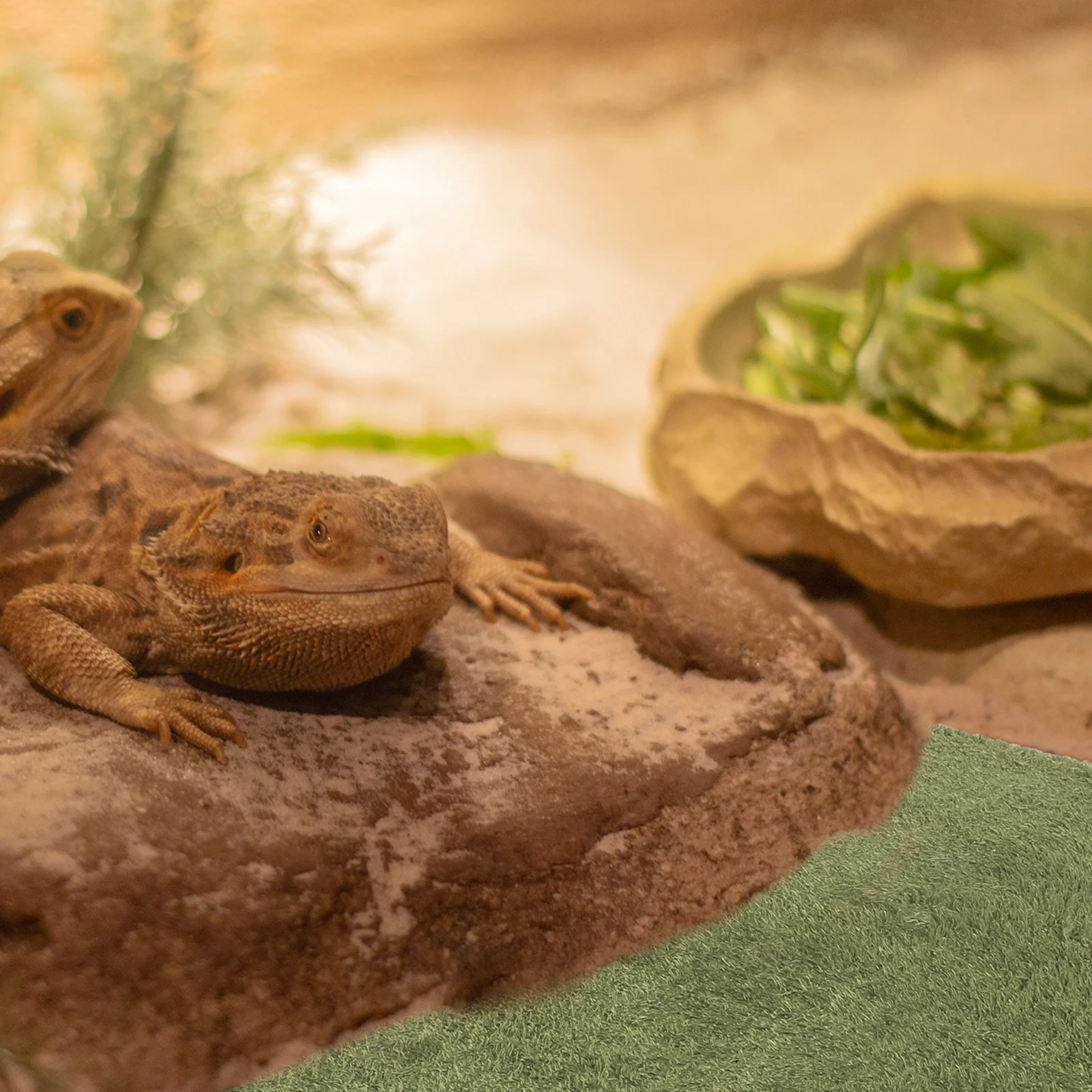 

Reptile Carpet Mat Imitation Grass Non-Toxic Terrarium Liner Bedding Durable Reusable Snake Substrate Tortoise Supply