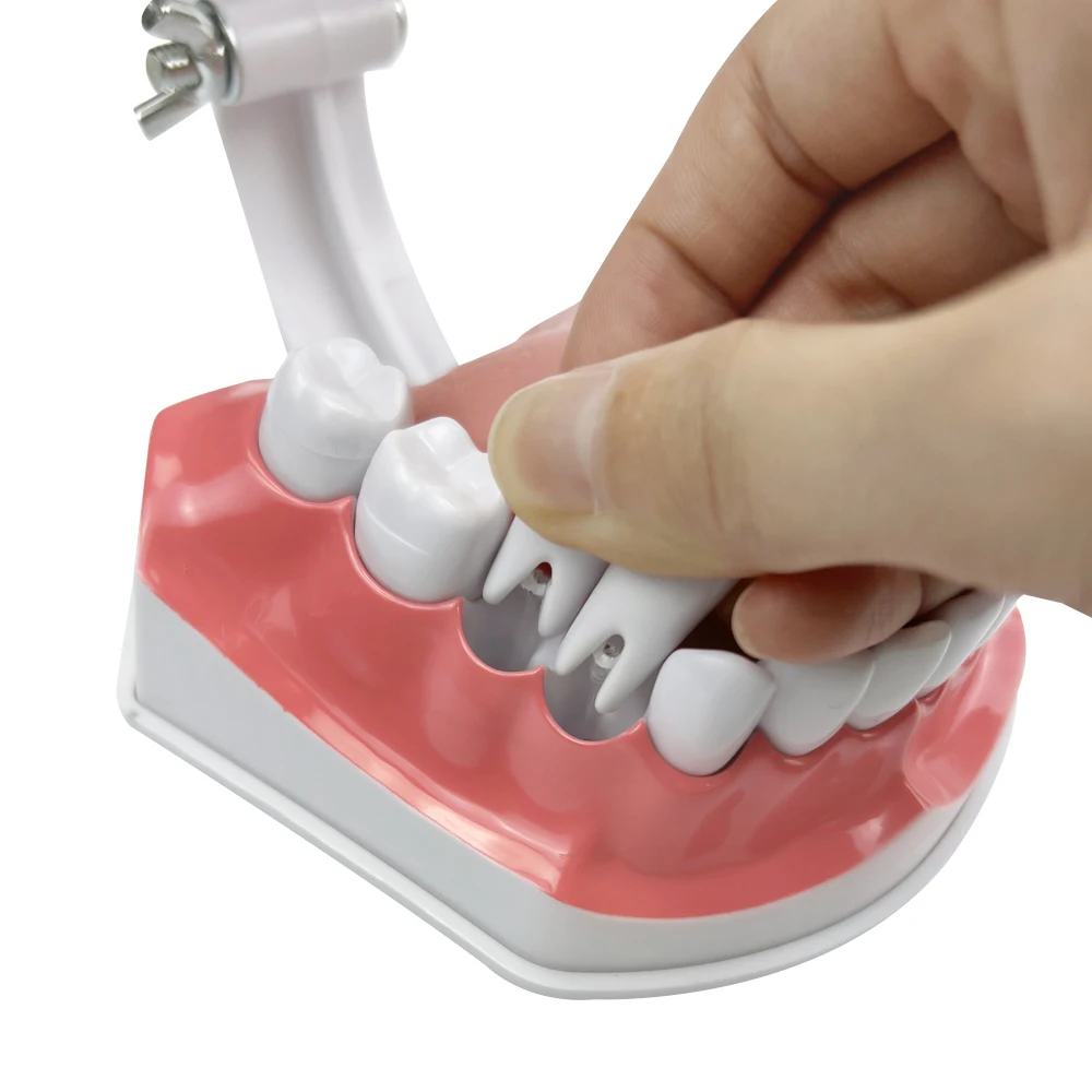 Modelo de educación Dental con cepillo de dientes de lengua para niños, demostración de dientes, modelo de estudio de enseñanza, productos orales de