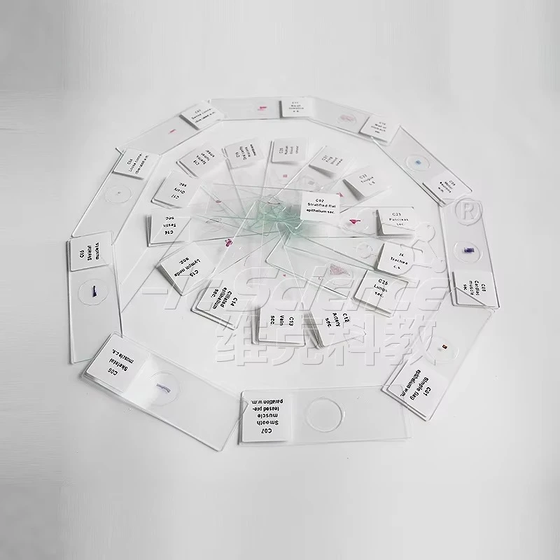 

Слайды для историилогии зубов. Разработка человеческих зубов. Четырехступенчатые предметные стекла для микроскопа. Слайды для истории. Детали для рта.