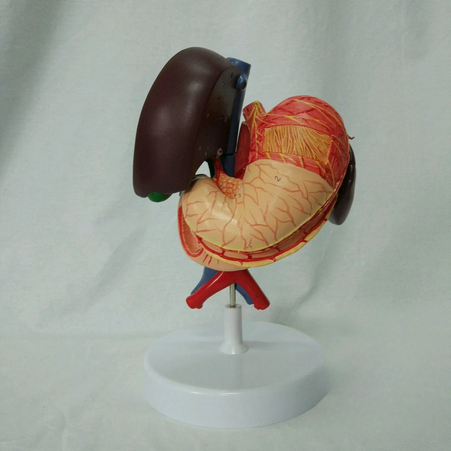 Human stomach, liver, gallbladder, pancreas and duodenum model Anatomy of Gastroenterology System Organs