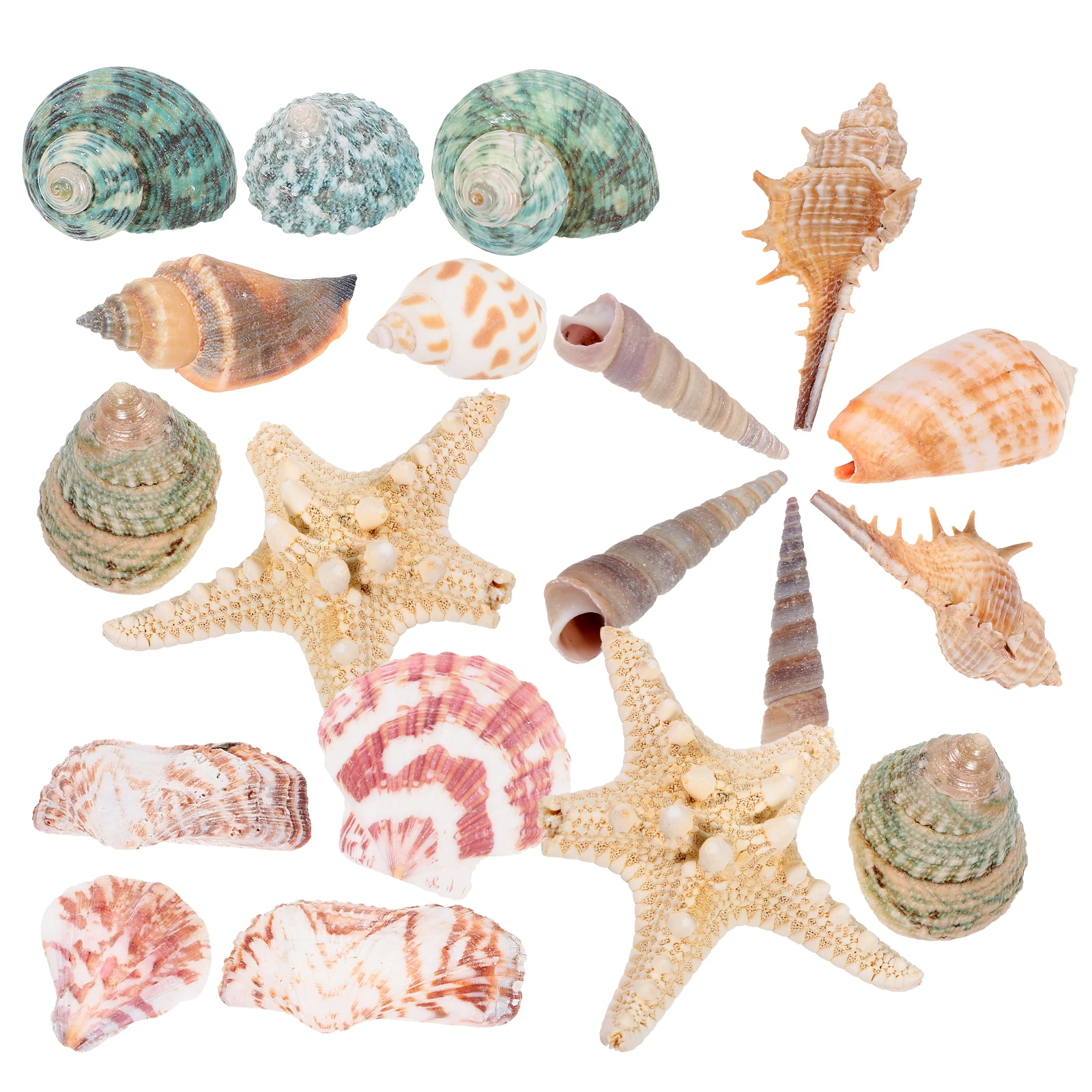 

Conch Shell Decor Natural Aquarium Shells Tank Ornament Landscaping Fish Tank Vase Sea Shells Home Decor