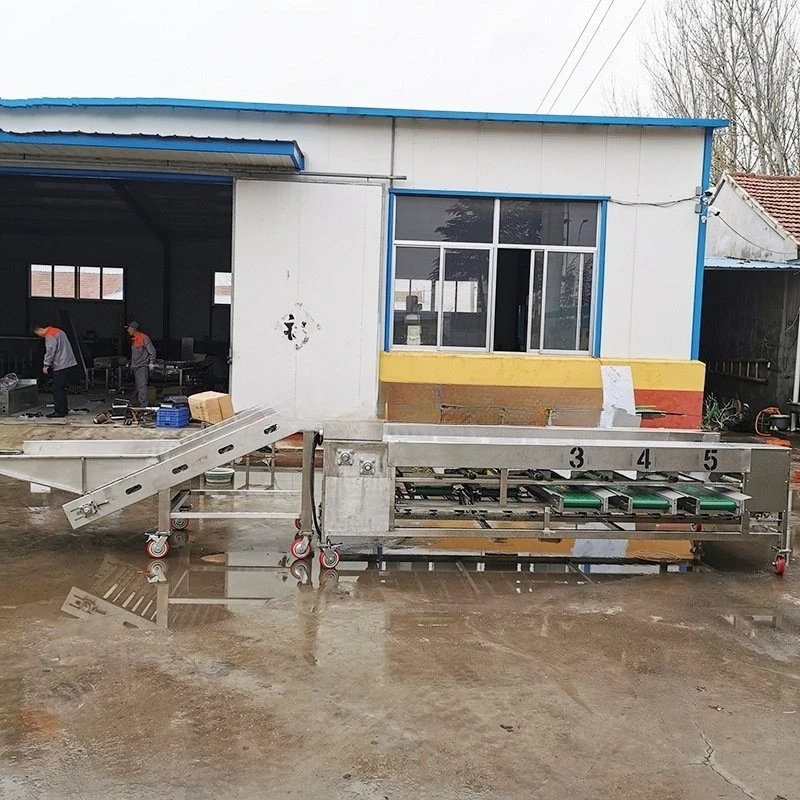 Full Automatic Roller Type Sorter Multi Level Diameter Grading Machine Weight Sorting Potato Carrot Onion  Vegetable
