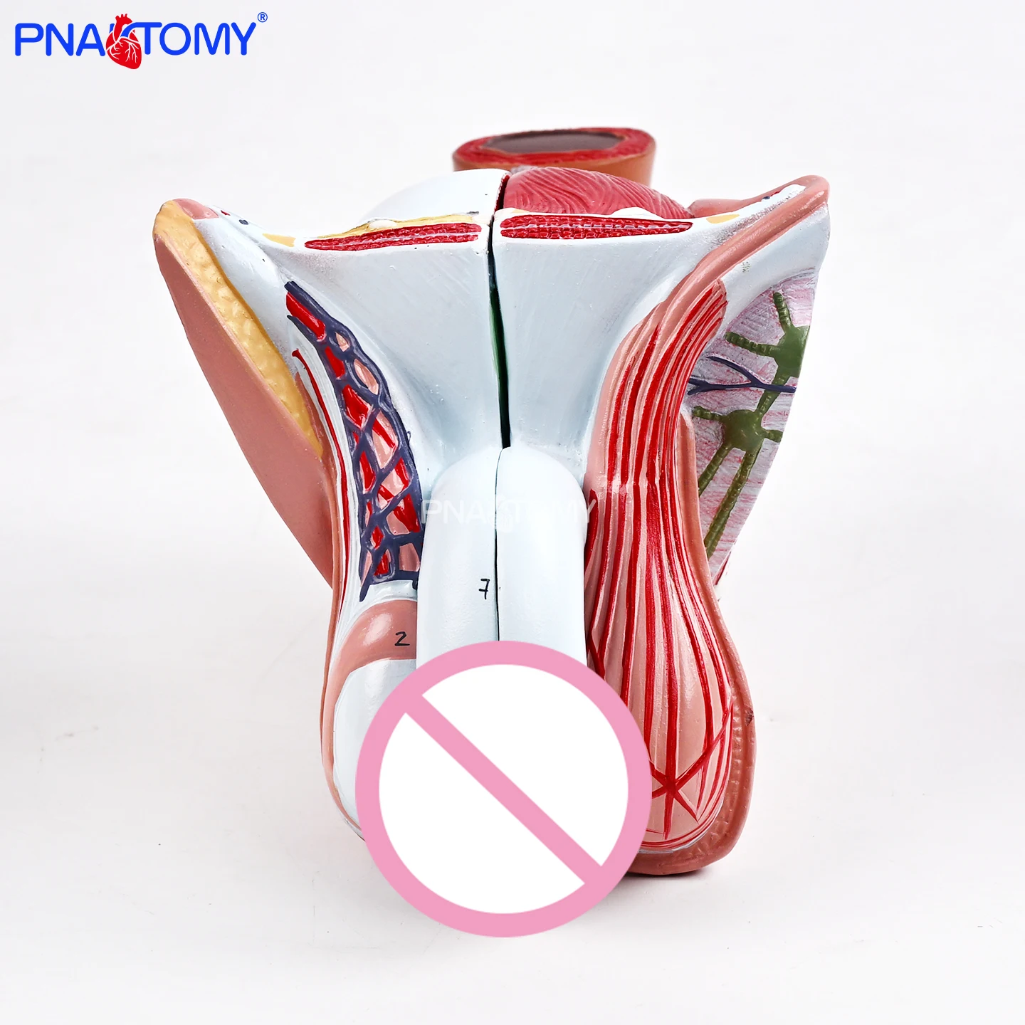 

Male Internal and External Genital Organ Model with 4 Detachable Parts, Including Testicles, Seminal Vesicles, Spermatic Ducts, and Prostate Structure, for Display and Teaching in Urology and Men's Medicine, Medical Teaching Aids, Medical Student Internsh