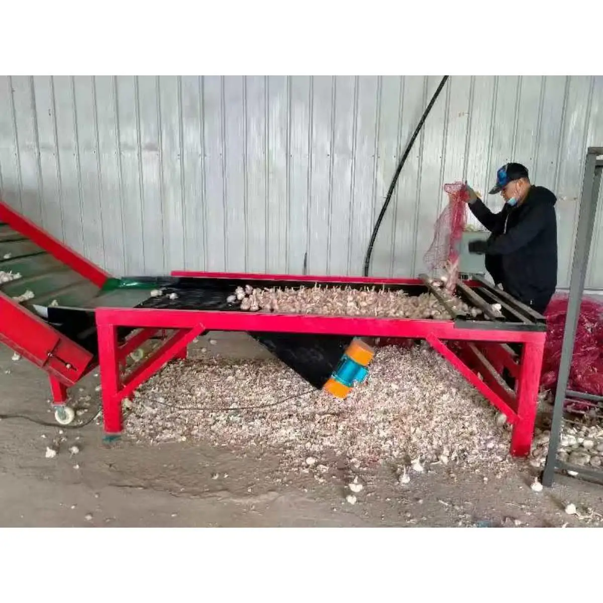 Selezionatrice automatica per classificazione delle dimensioni dell'aglio personalizzata in fabbrica Selezionatrice per dimensionamento degli agli industriali automatici in vendita