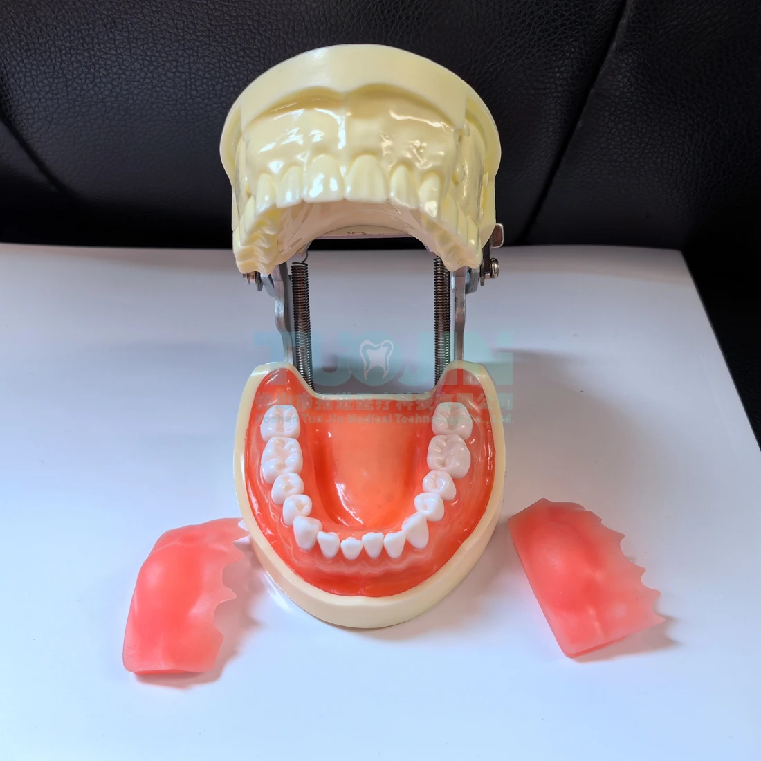 2025 Gingival Cyst Dental Model New Teaching Demonstration Experimental Oral Model for Clinic Display