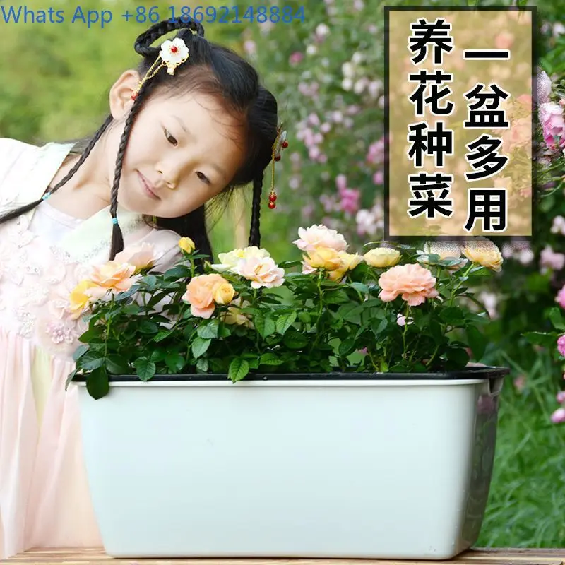 أصيص زهور نبات الفجل الأخضر بوعاء زراعة الخضروات البلاستيكية وعاء شرفة صندوق مستطيل لزراعة الخضروات