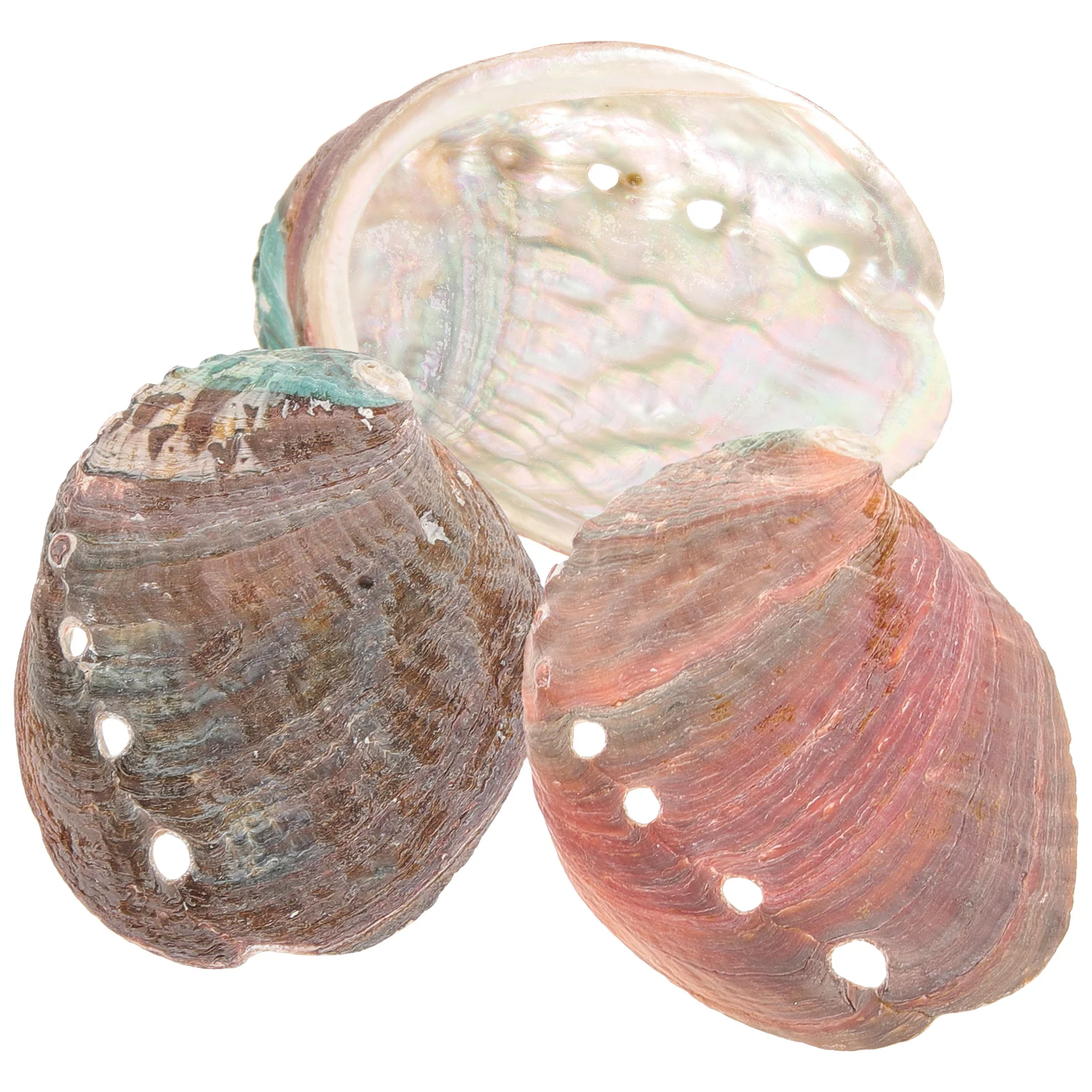 

3 Pcs Shell Charms Natural Abalone Decorative Ornaments Smudge Stick Holder Aquarium Shells
