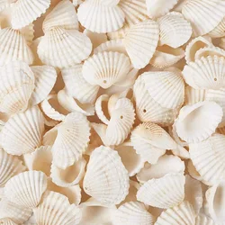 100Pcs 15MM Natural Shell Conch Material With Hole Necklace Bracelet Earring Pendant Accessories DIY Craft Supplies Decorate