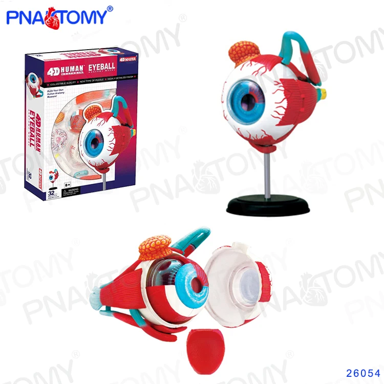 Modelo de ojo humano 4D MASTER Orbit Eyeball desmontable, herramienta de enseñanza artesanal, equipo educativo, modelo anatómico, 32 Partes, 26054