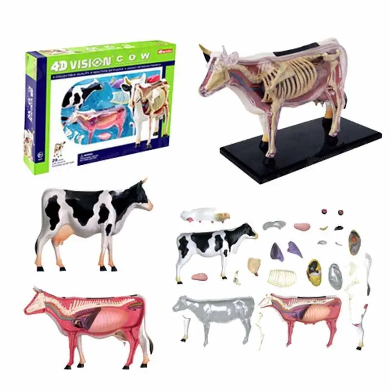 4D Master simulation horse pig cow animal anatomy model visceral memory assembly model removable ornament DIY