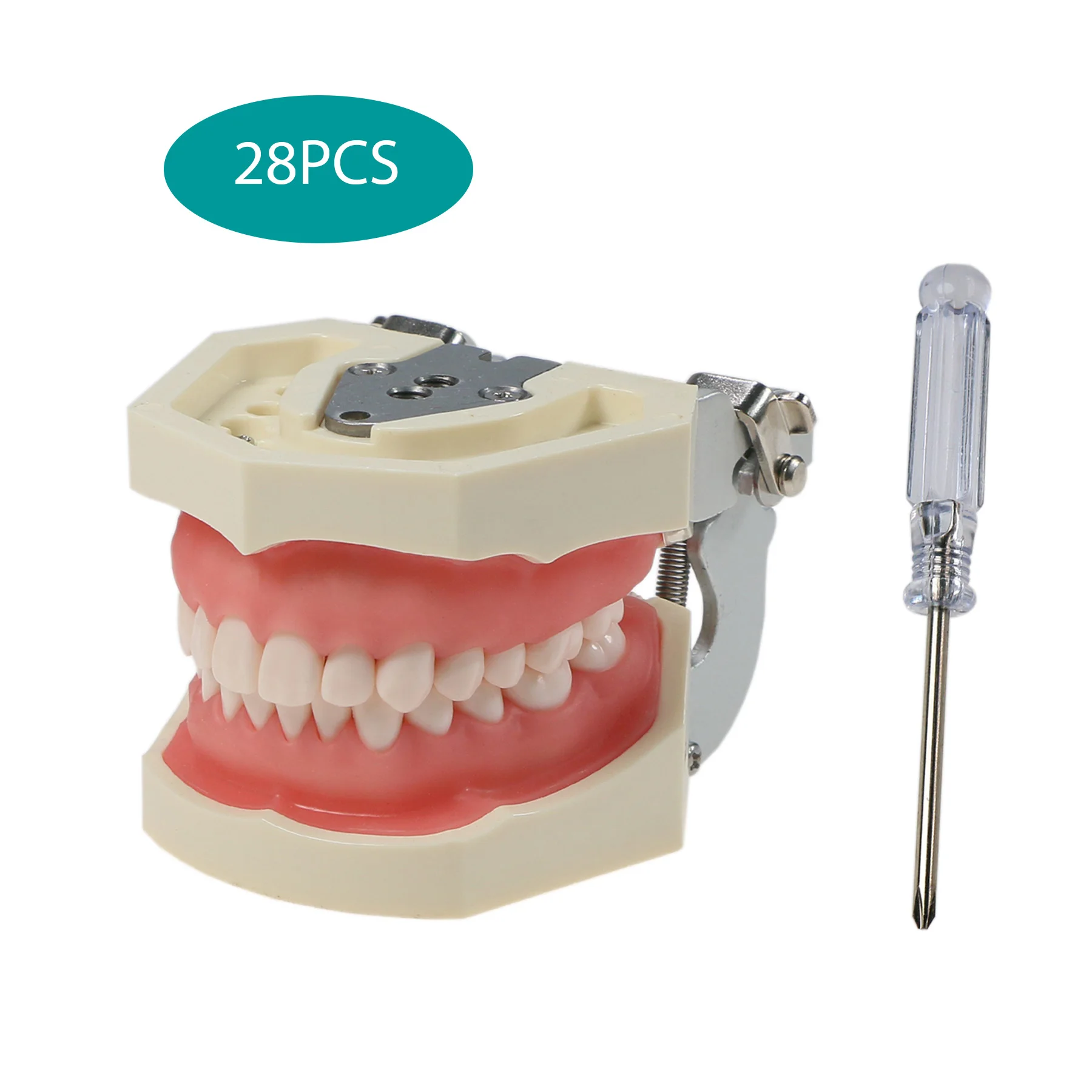 Dental Typodont Model 28 Pcs Removable Teeth M8011-D fit Kilgore Nissin 500Type