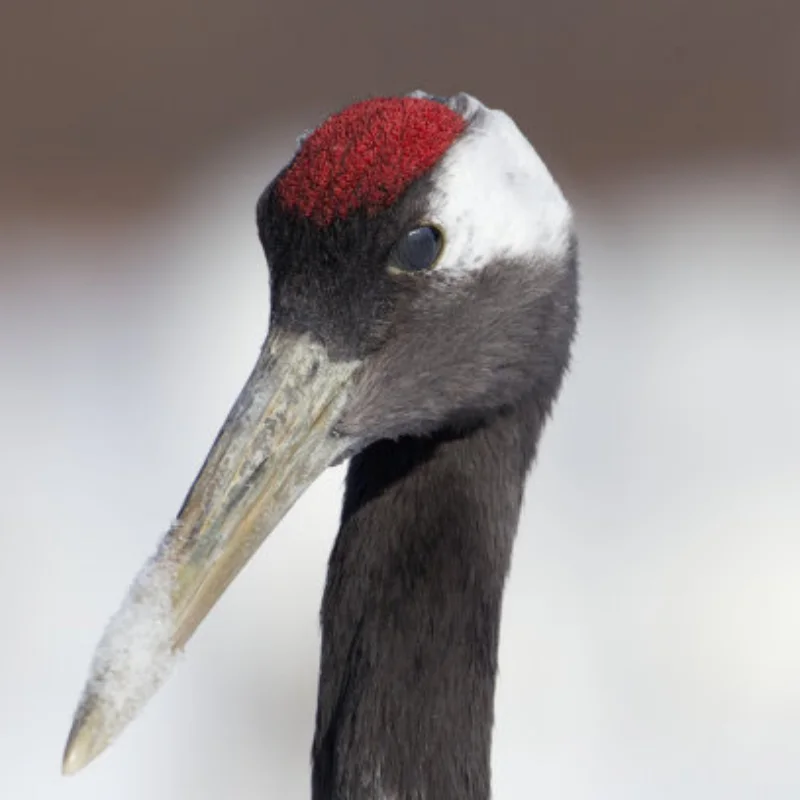 

4 шт., 112 мм, 1/10, шины для грузовиков с шестигранной головкой 12 мм для Slash Arrma Senton HuanQi 727 Vkar 10sc Hpi Rc Car