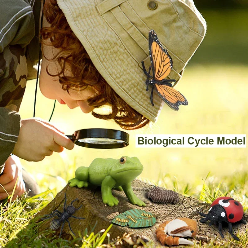 Simulated small animal model toy growth life cycle frog turtle chicken Montessori aids preschool cognitive Toys