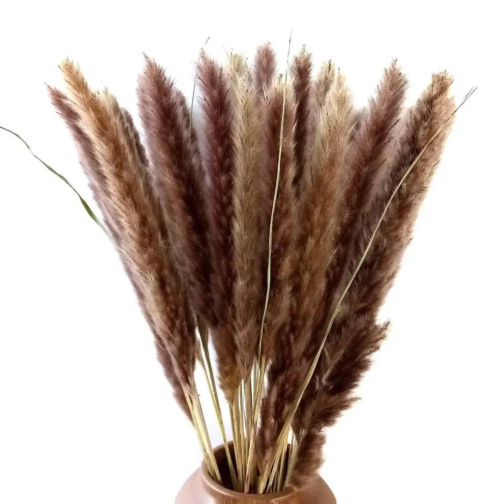 

60 Stems Natural Dry Flowers Small Pampas Grass,Phragmites Communis, Dried Bouquet for Wedding Floral Arrangements Home Decor