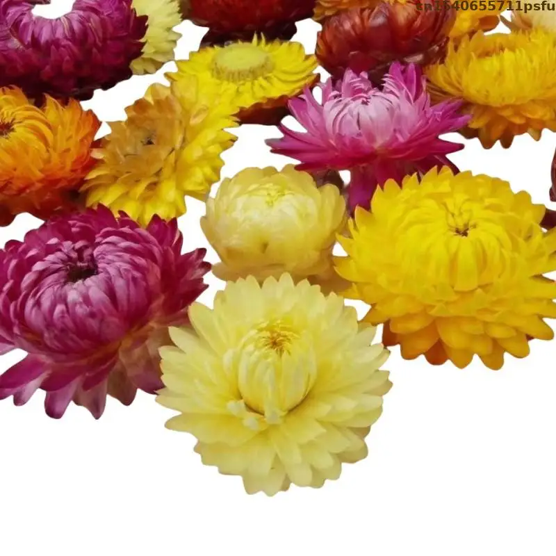 High Quality Natural Colorful Chrysanthemum Dried Flowers For Soap Candle Essence Tea Women's Perfume Materials Candle Flavours