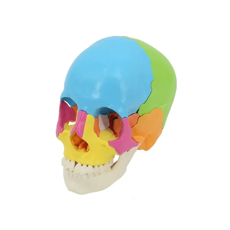 Медицинская цветная модель человеческого черепа 1:1, разборка и сборка 22-х частных обучающих образцов
