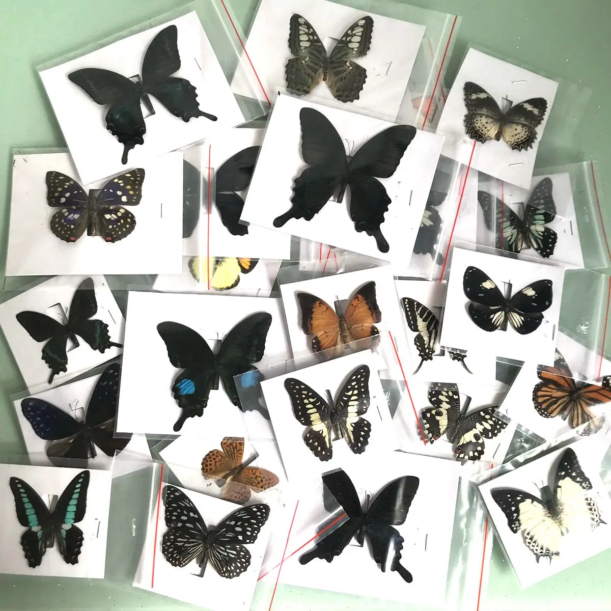 

20Pcs Natural Unmounted Rhopalocera / Le Papillon / Butterfly Specimen Artwork Material Decor