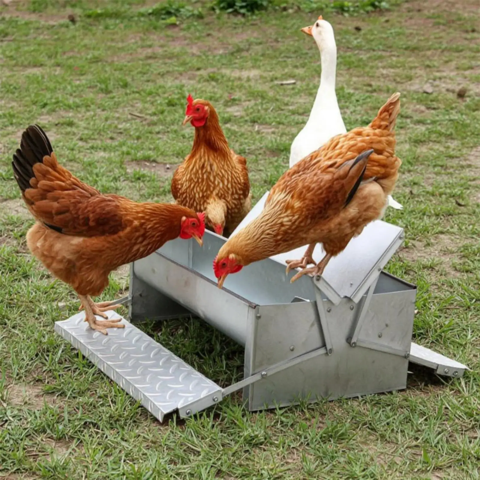Metal Step Operated Chicken Feeder Trough Galvanized Poultry Feeding Station for Hens Roosters Outdoor Farm Birds