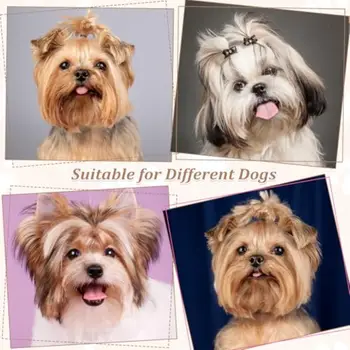 6 最佳銷售 馬爾濟斯犬用品 - №5