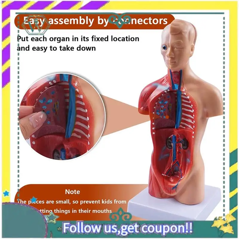 

NEW Anatomy Anatomical Internal Organs Assembling Model PVC For Student Teaching Study
