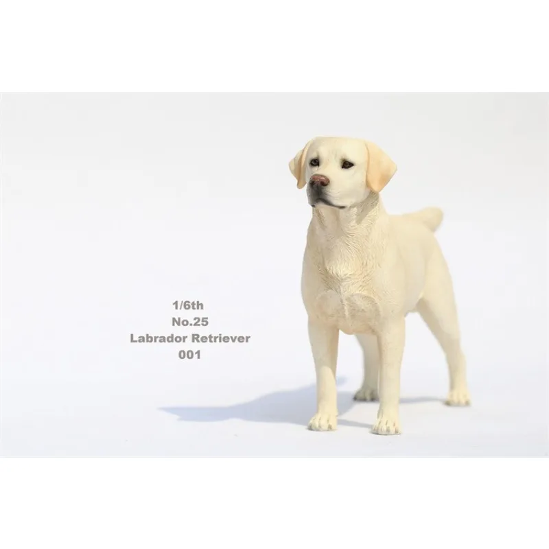 JXK 1/6 échelle simulé animaux ornements résine Labrador Retriever chien modèle bricolage pour 12 ''figurines corps poupée cadeau