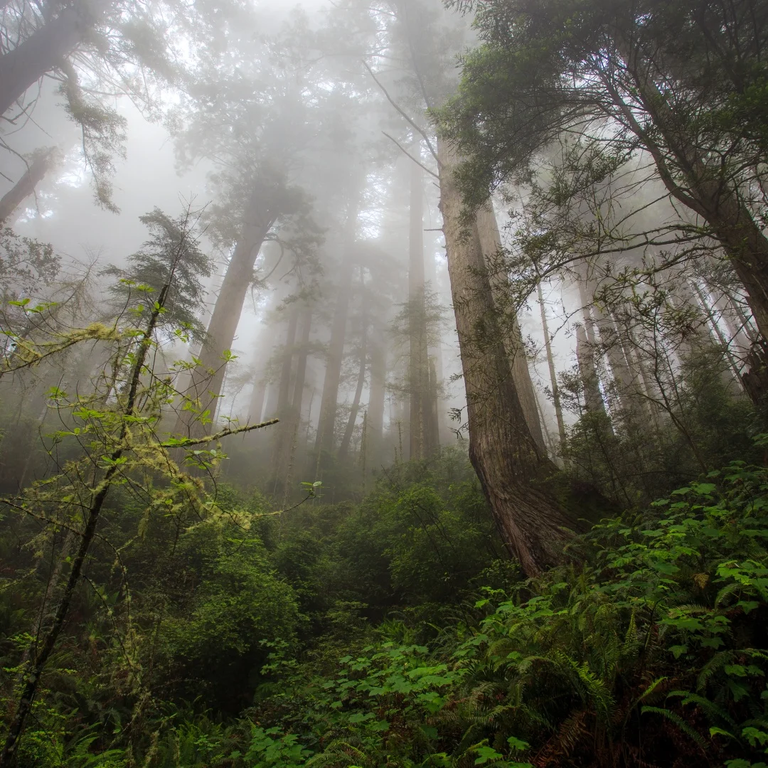 

9,7 дюйма для Ford Mustang 2015-2022 мультимедийный видеоплеер с сенсорным экраном Android беспроводной CarPlay GPS Navi радио головное устройство